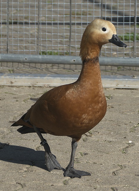 和决策