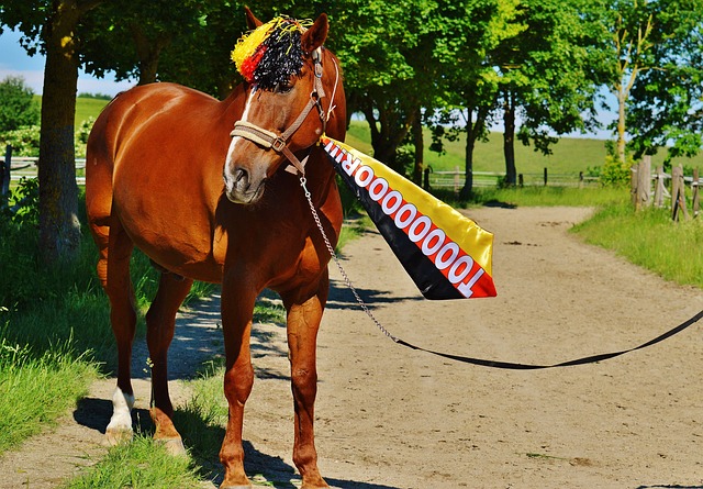 关注的比赛 关注的比赛